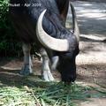 20090417 Half Day Safari - Elephant  1 of 57 